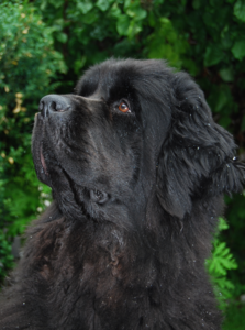 Hund Maxi